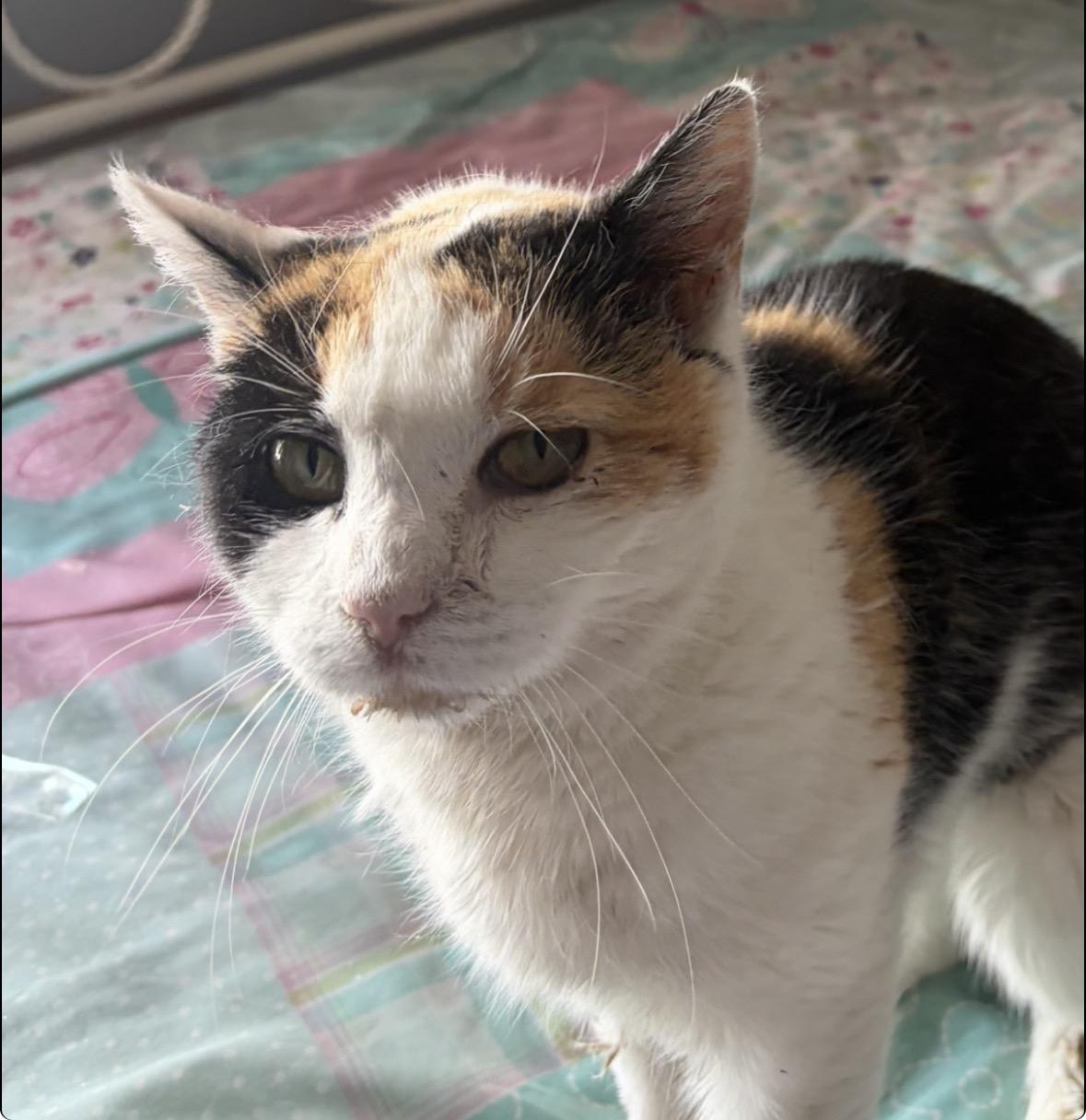 Enlarge Sandy ( sweet , social , affectionate), a ADOPTABLE Domestic Short Hair in Staten island, NY image 5/6