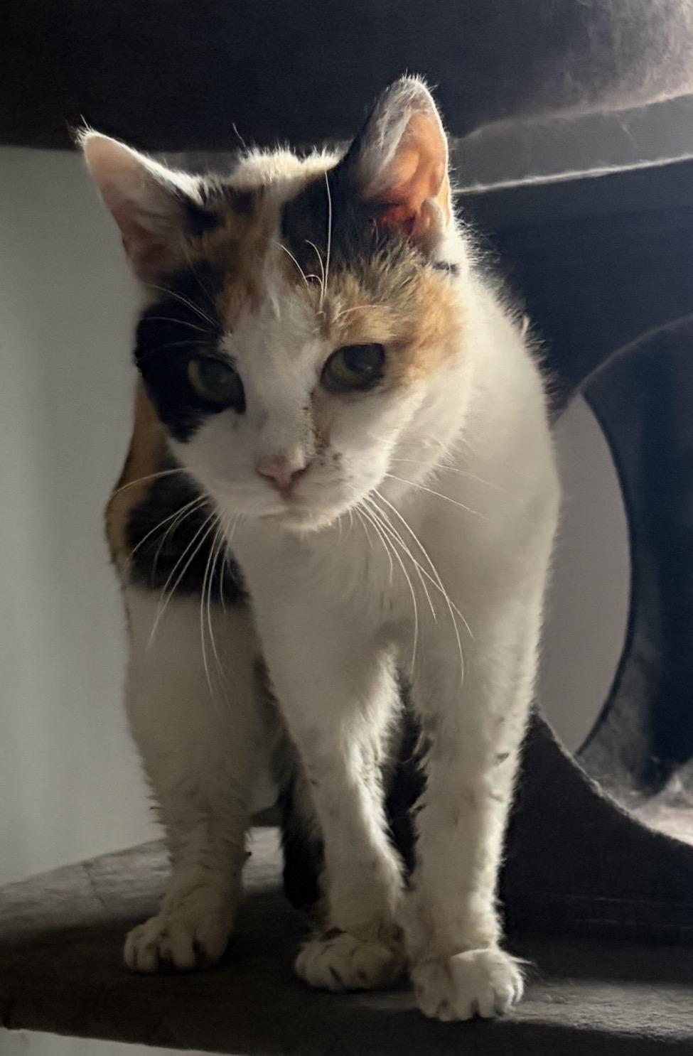 Enlarge Sandy ( sweet , social , affectionate), a ADOPTABLE Domestic Short Hair in Staten island, NY image 2/6