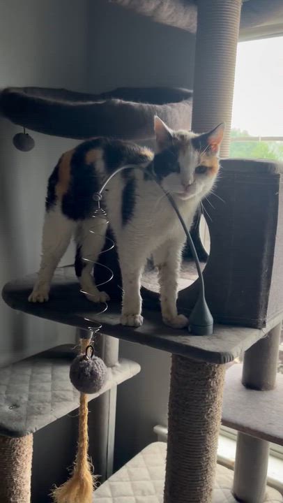Enlarge Sandy ( sweet , social , affectionate), a ADOPTABLE Domestic Short Hair in Staten island, NY video 6/6