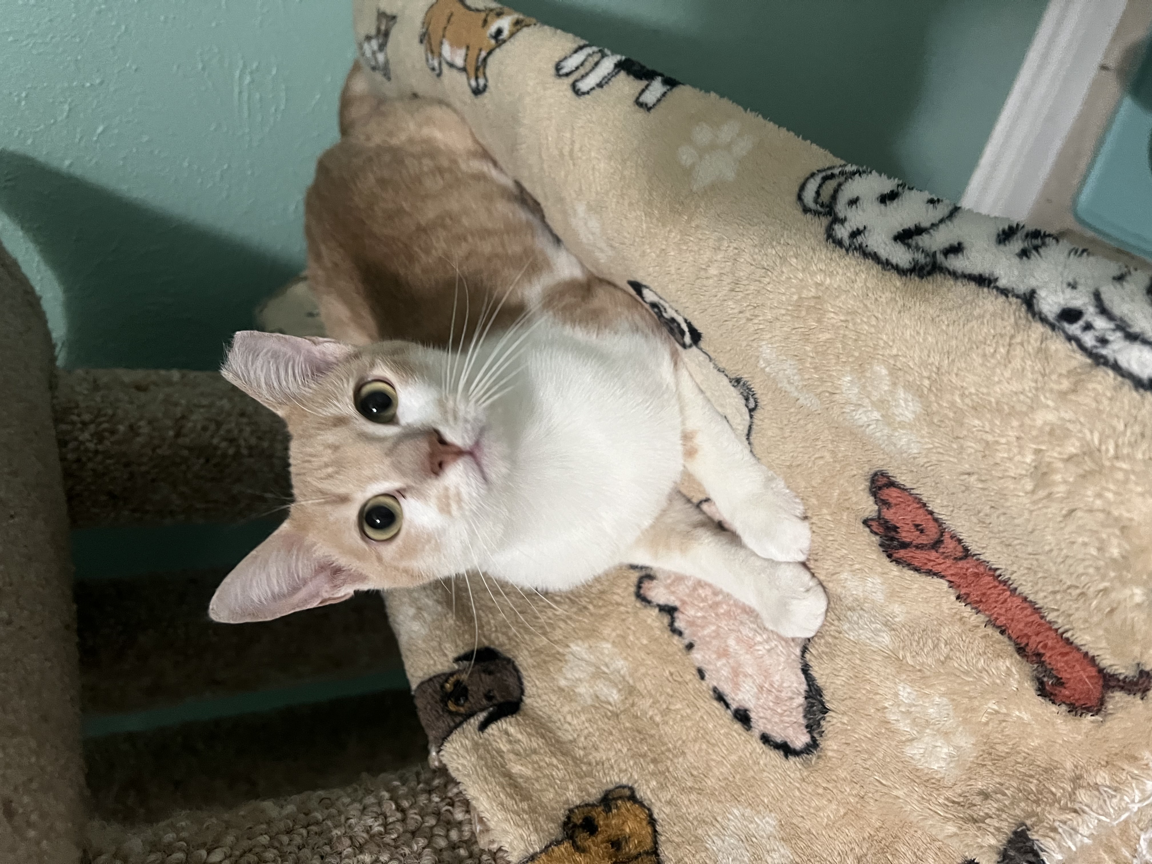 Enlarge Sunny, a Adoptable mixed breed in Parker, TX image 1/1