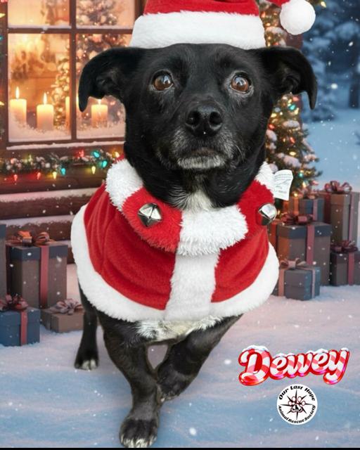 Enlarge Dewey, a Adoptable mixed breed in Princeton, BC image 1/1