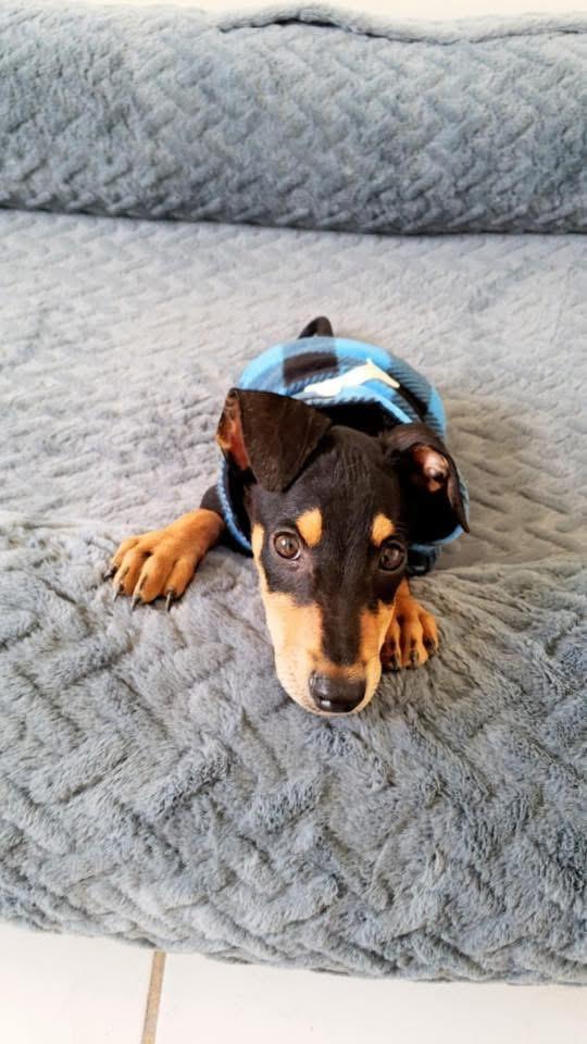 Scout, Adopted, Young Male Miniature Pinscher.