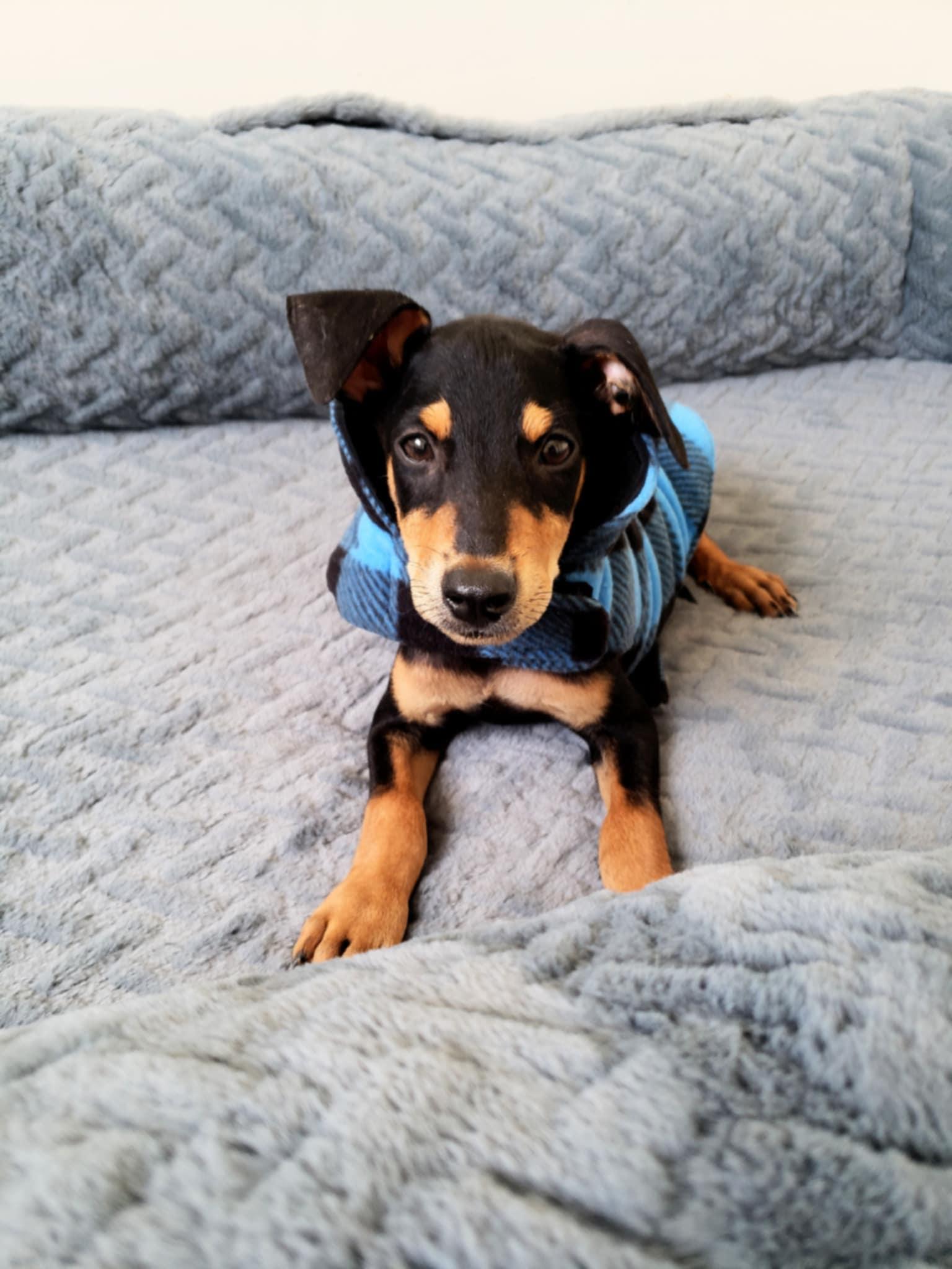 Enlarge Scout, a Adopted mixed breed in San Diego , CA image 2/3