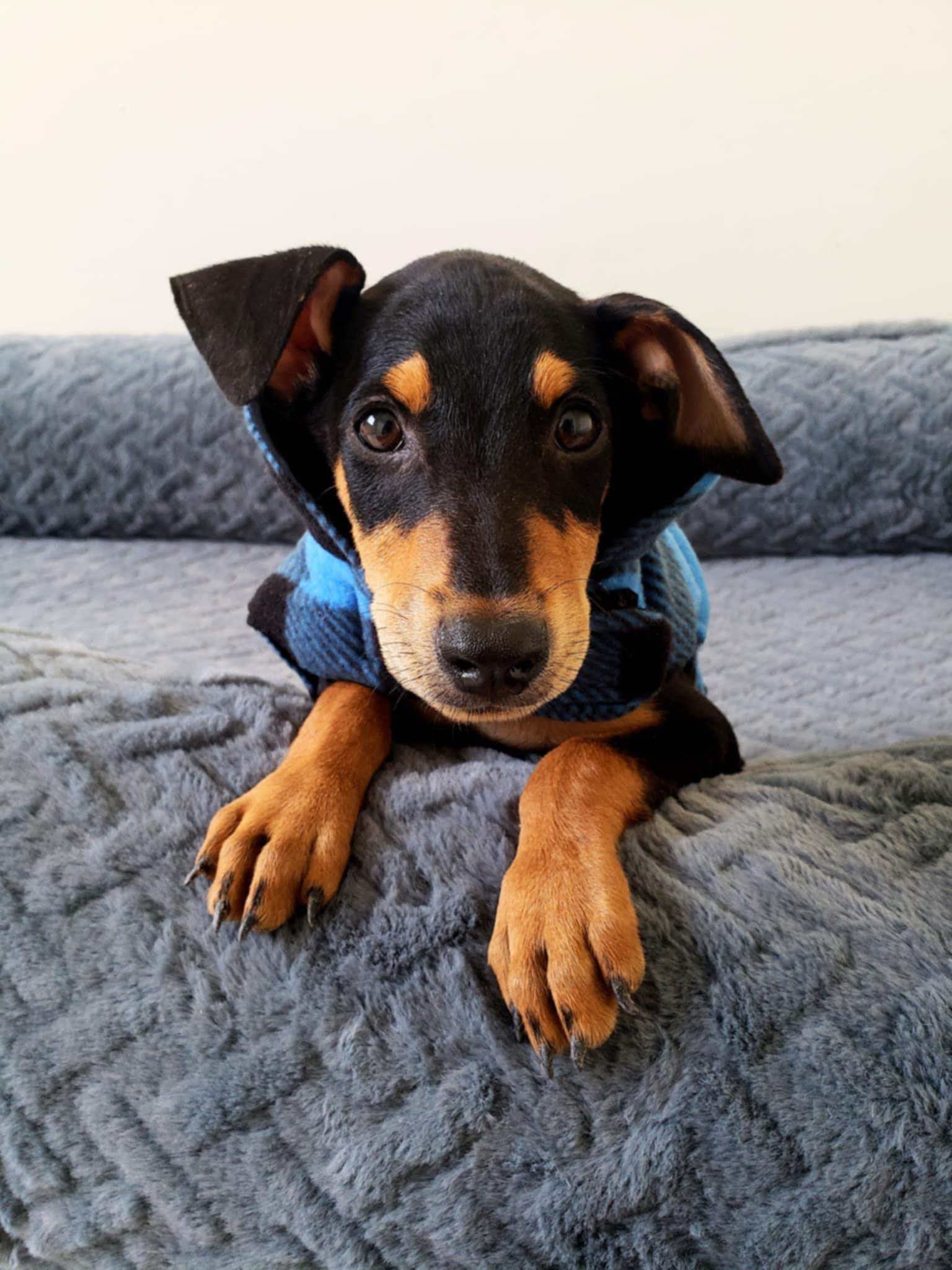 Enlarge Scout, a Adopted mixed breed in San Diego , CA image 3/3