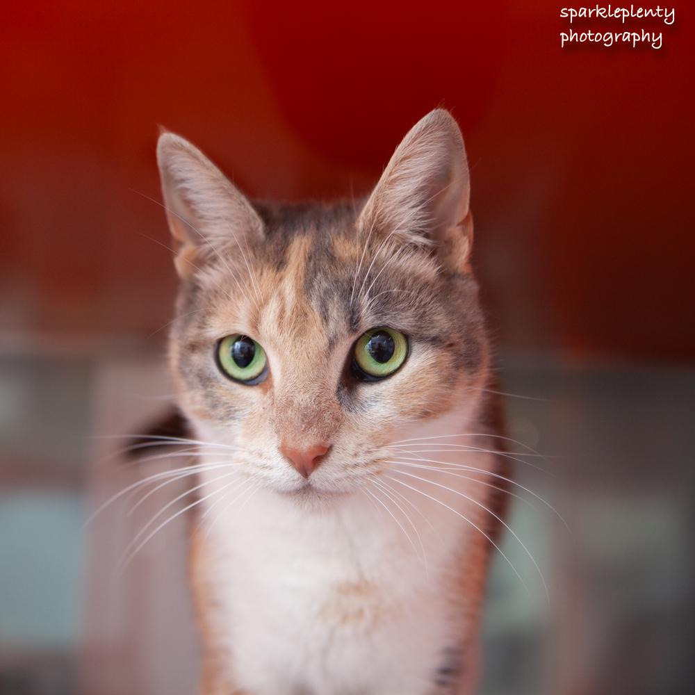 Enlarge Donna, an adoptable Domestic Short Hair in Ridgefield, CT image 1/3