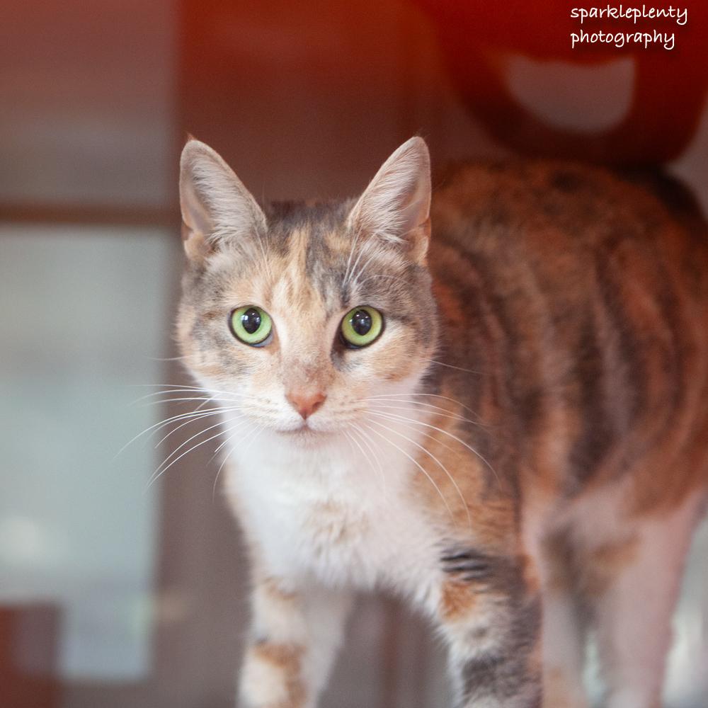 Enlarge Donna, an adoptable Domestic Short Hair in Ridgefield, CT image 2/3