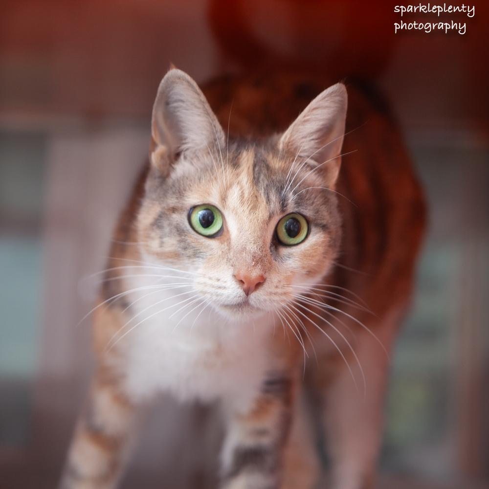 Enlarge Donna, an adoptable Domestic Short Hair in Ridgefield, CT image 3/3