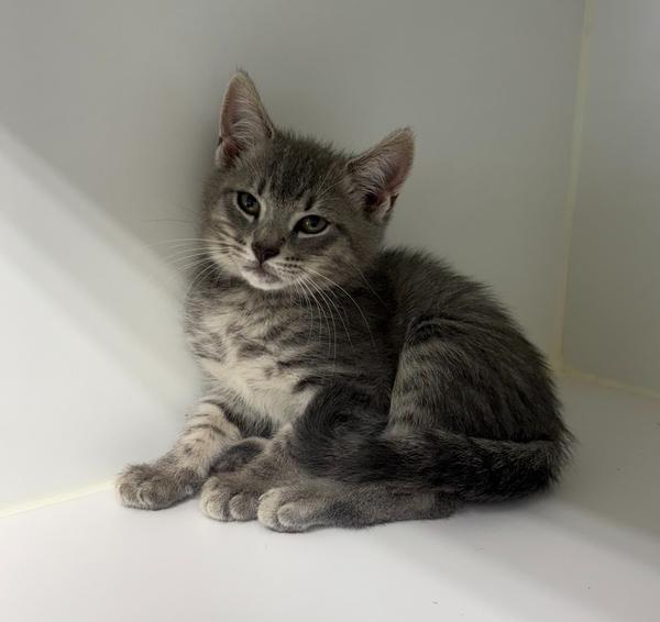 Enlarge Mario ~ Available at PetSmart Warsaw, IN!, a Adoptable Domestic Short Hair in Rochester, IN image 1/1