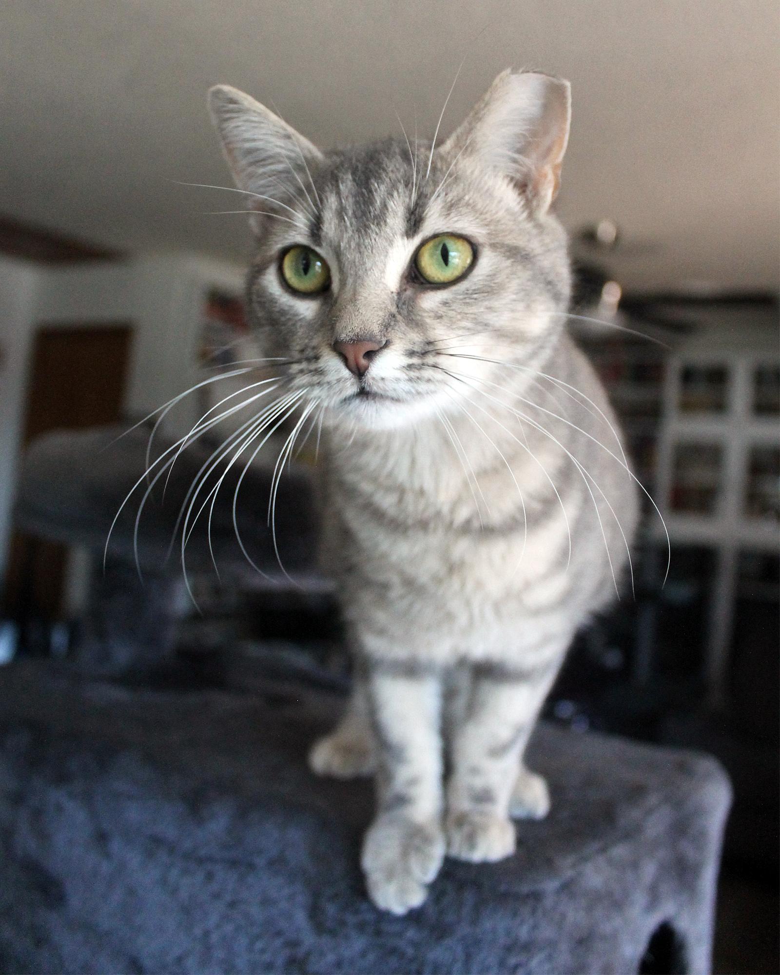 Enlarge Priscilla (Reba), a Adoptable Domestic Short Hair in Guthrie, OK image 5/6