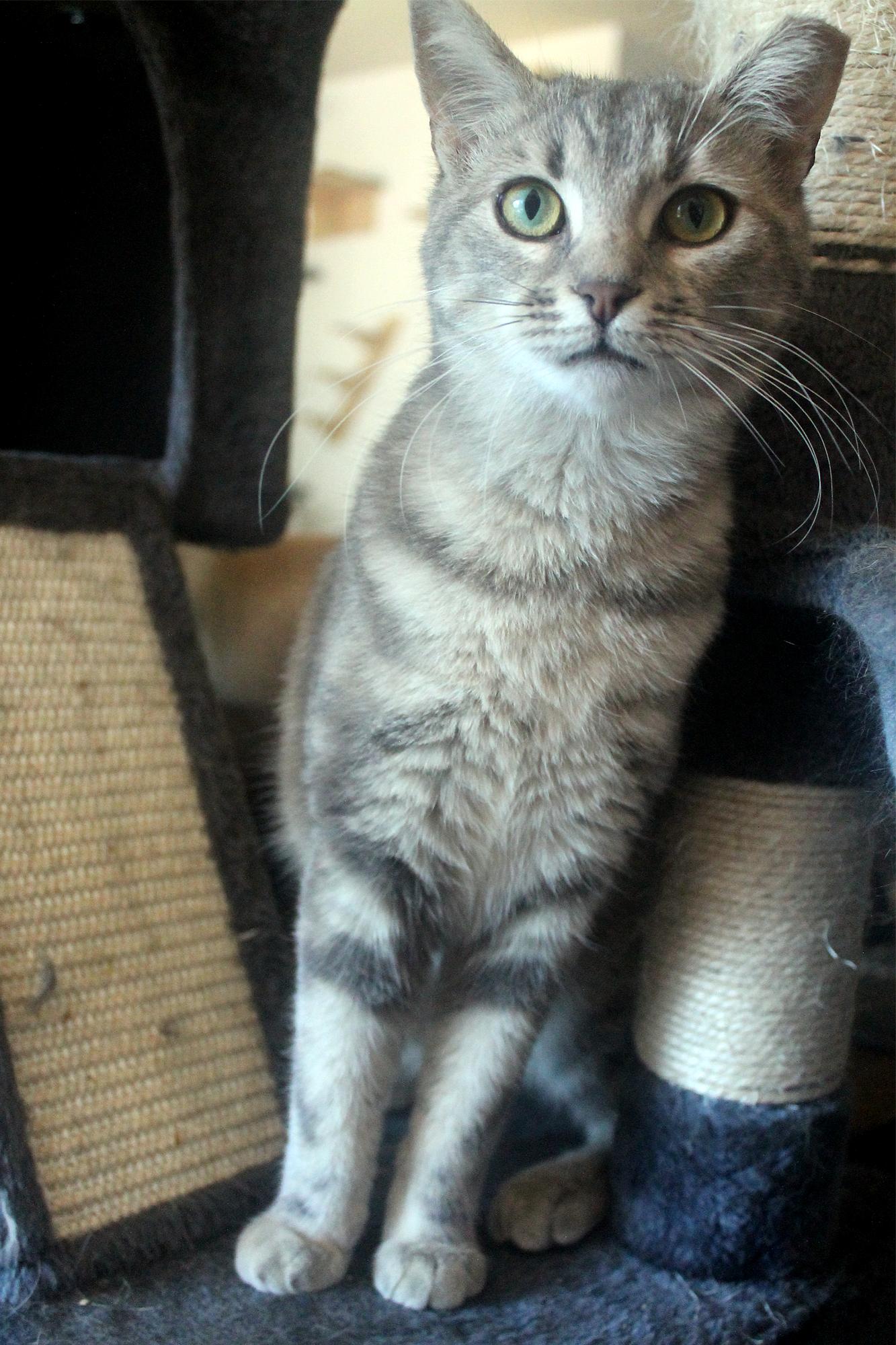 Enlarge Priscilla (Reba), a Adoptable Domestic Short Hair in Guthrie, OK image 4/6