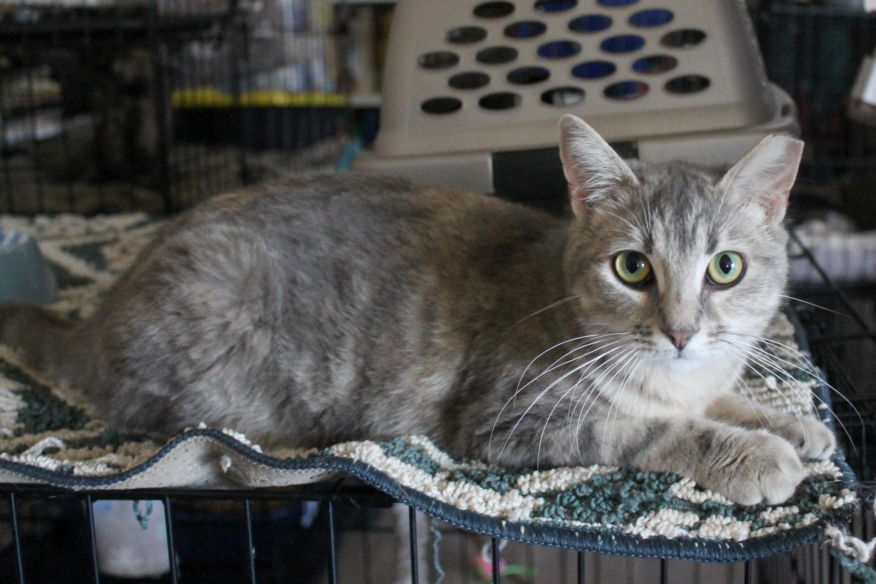 Enlarge Priscilla (Reba), a Adoptable Domestic Short Hair in Guthrie, OK image 6/6