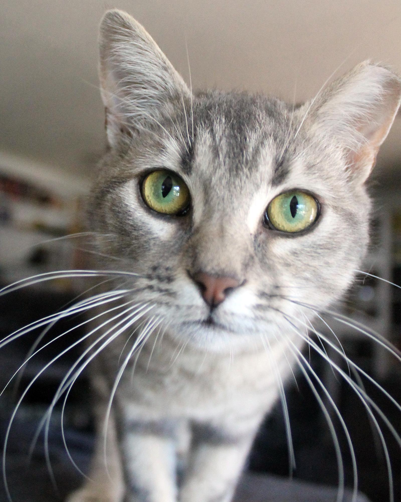 Priscilla (Reba), Adoptable, Young Female Domestic Short Hair.