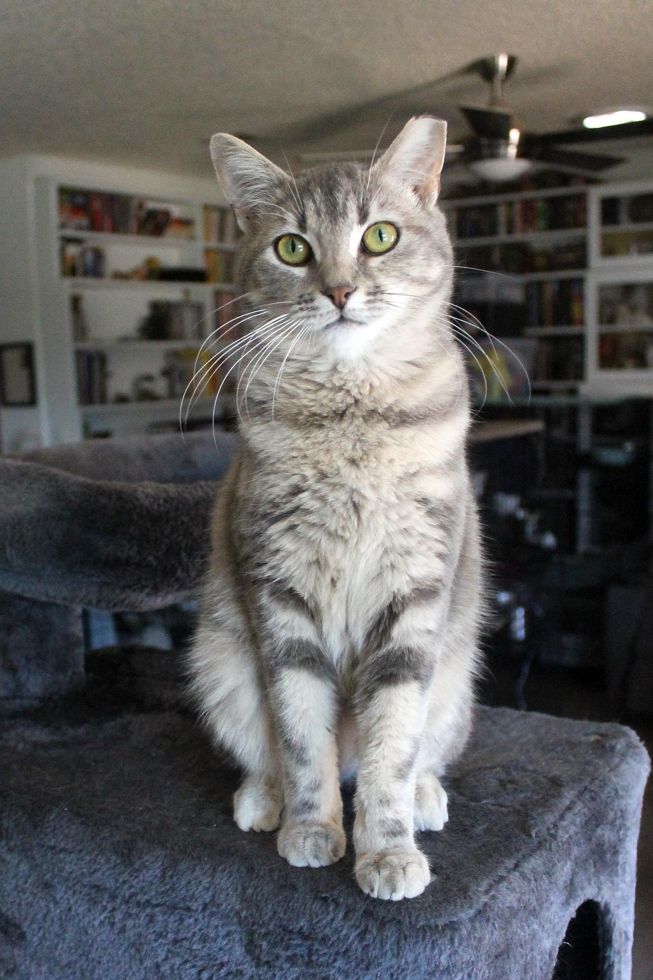 Enlarge Priscilla (Reba), a Adoptable Domestic Short Hair in Guthrie, OK image 3/6