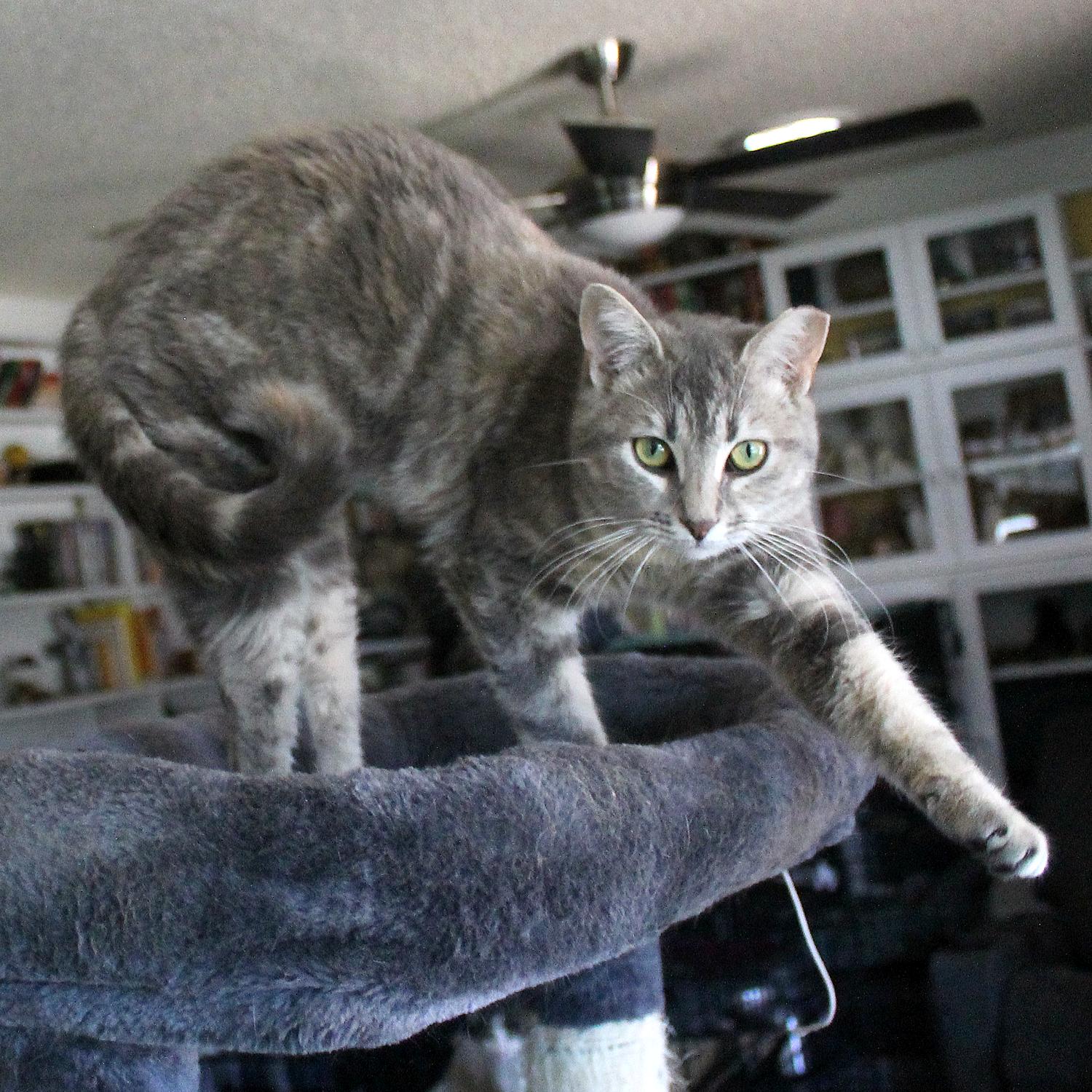 Enlarge Priscilla (Reba), a Adoptable Domestic Short Hair in Guthrie, OK image 2/6