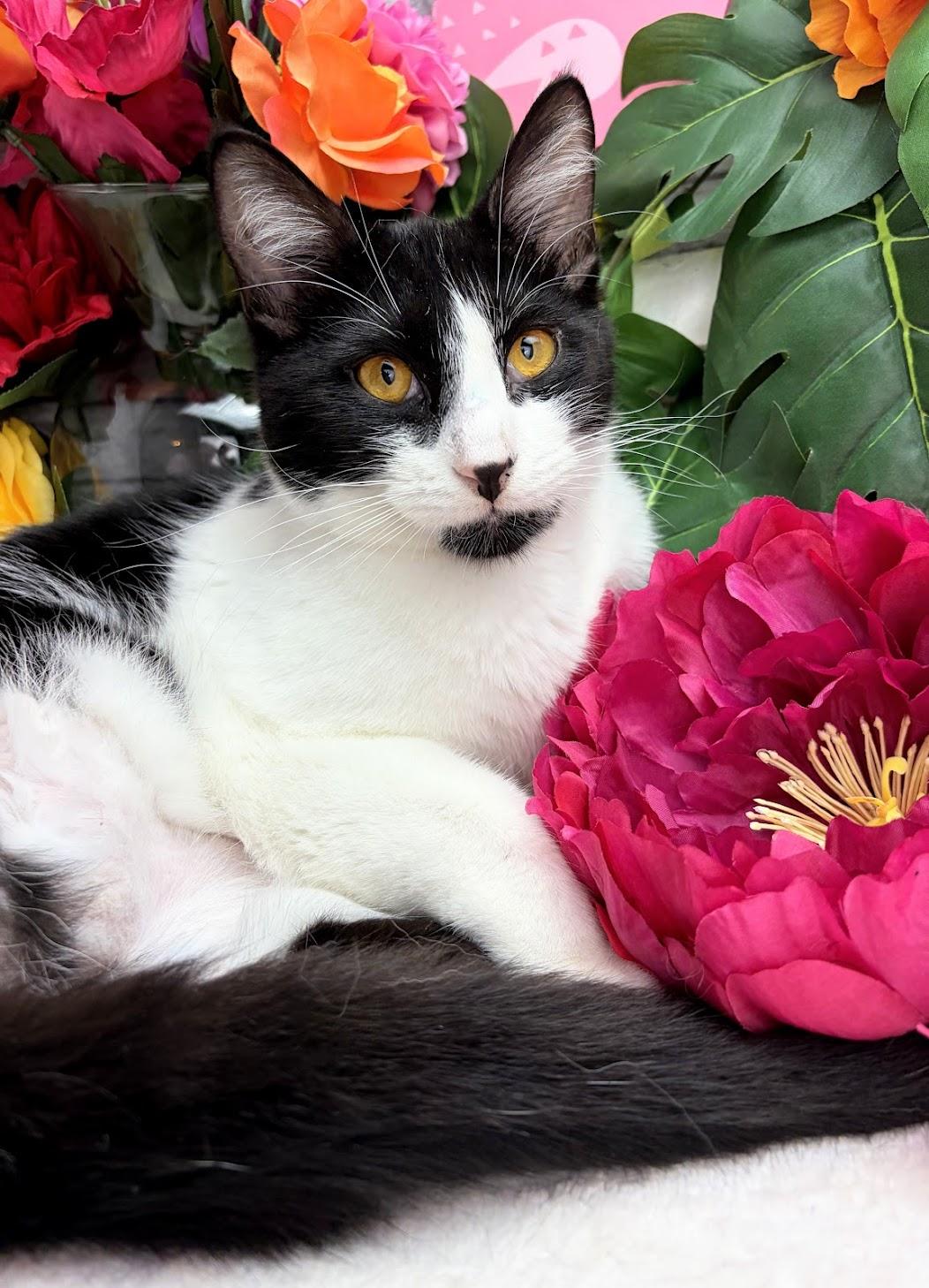 Enlarge Stew - The Tiny Vampire, a ADOPTABLE Domestic Short Hair in Parsippany, NJ image 4/5