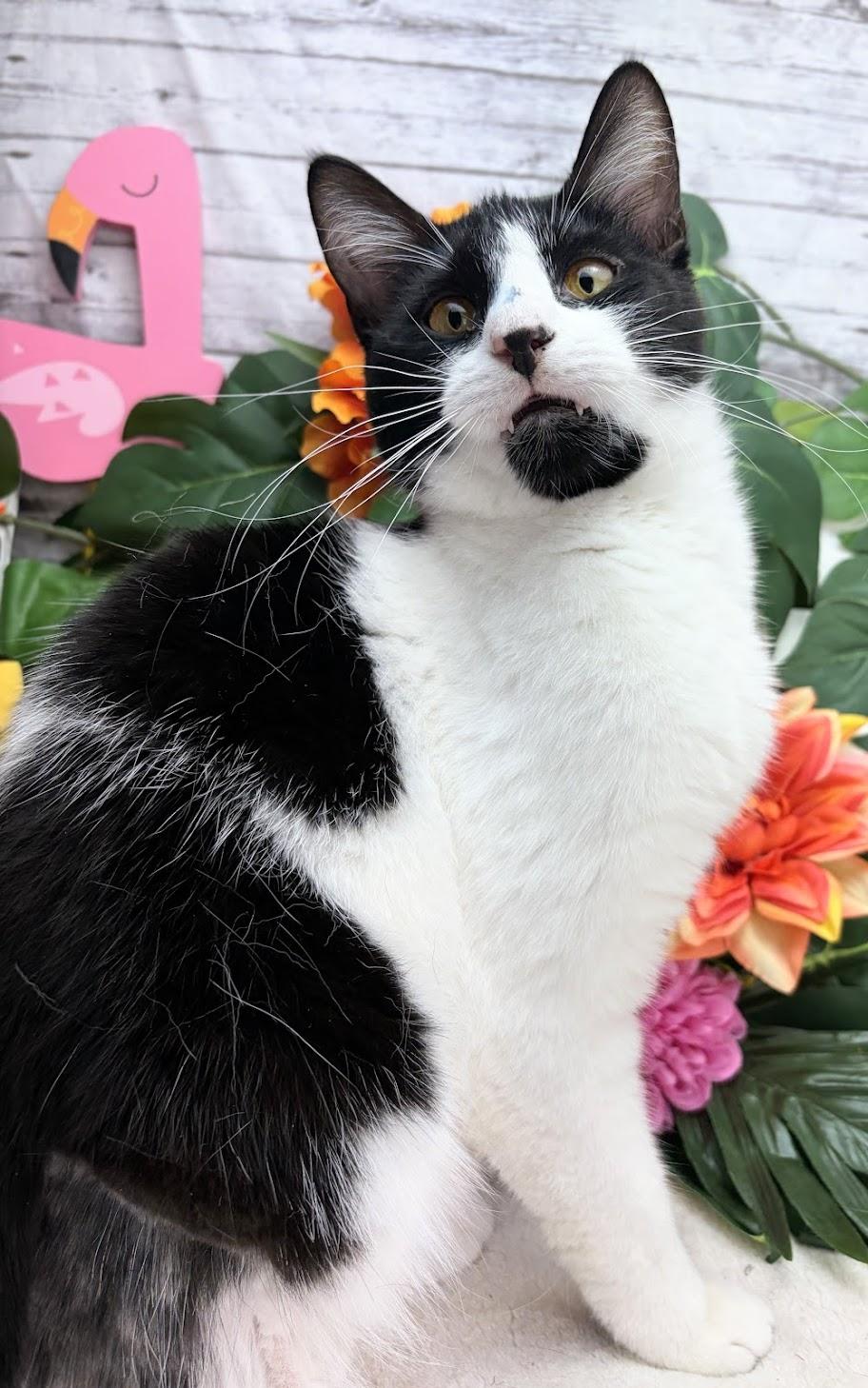 Enlarge Stew - The Tiny Vampire, a ADOPTABLE Domestic Short Hair in Parsippany, NJ image 2/5
