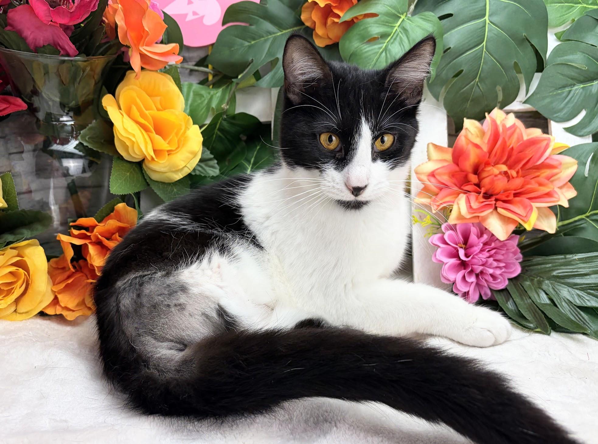 Enlarge Stew - The Tiny Vampire, a ADOPTABLE Domestic Short Hair in Parsippany, NJ image 3/5