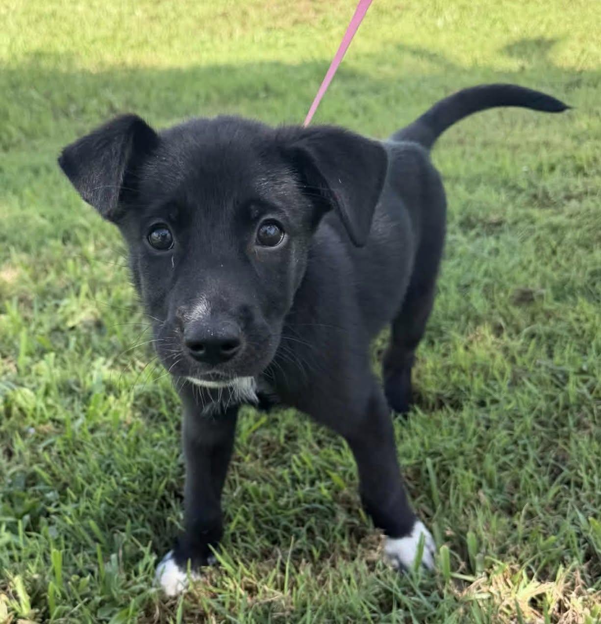 Enlarge Maya, a Adoptable mixed breed in Saint Petersburg, FL image 1/1
