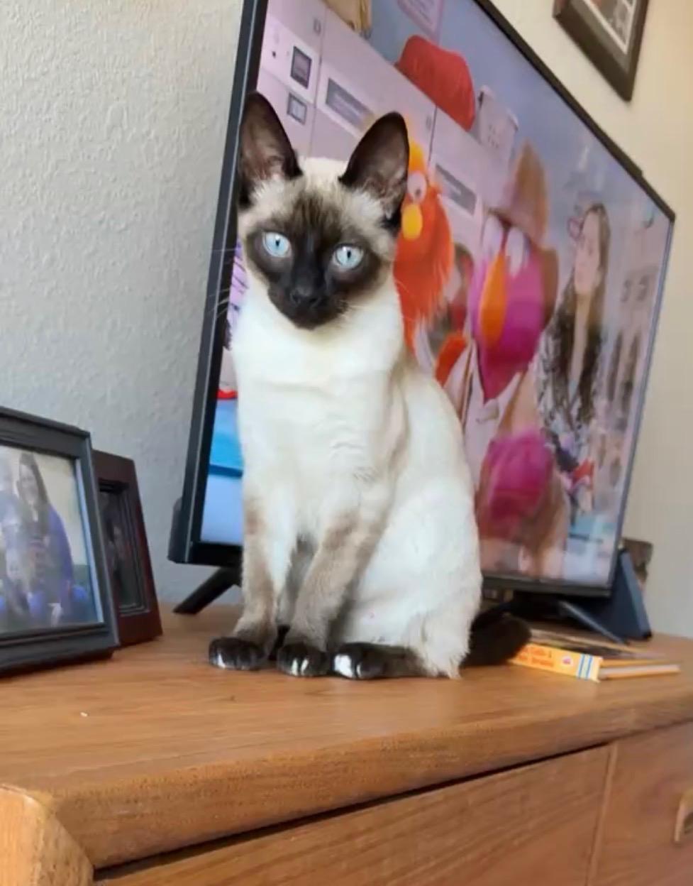 Serrano Pepper, Adoptable, Kitten Male Domestic Short Hair.