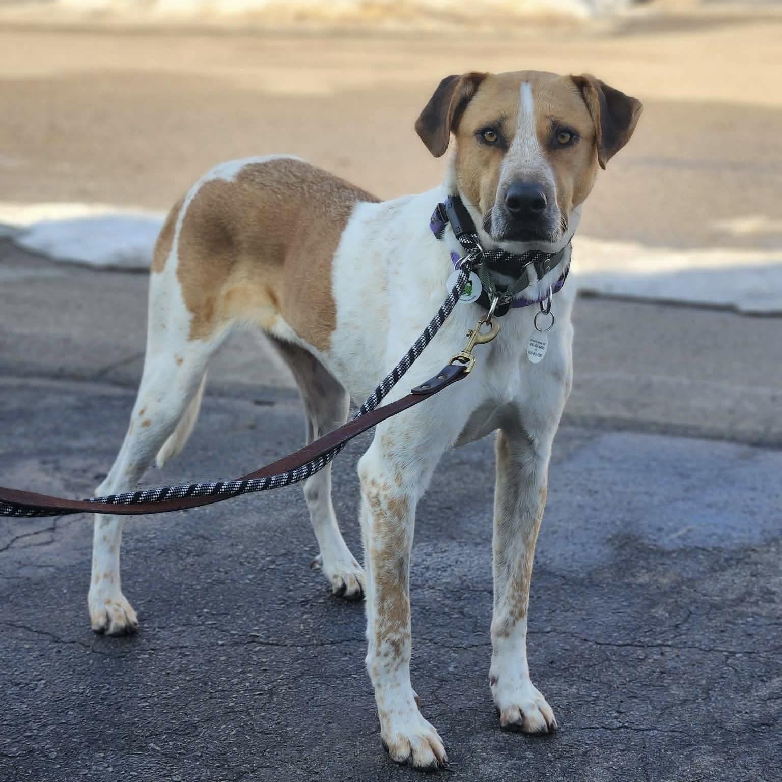 Enlarge Chi, a ADOPTABLE mixed breed in Burlington, ON image 1/6