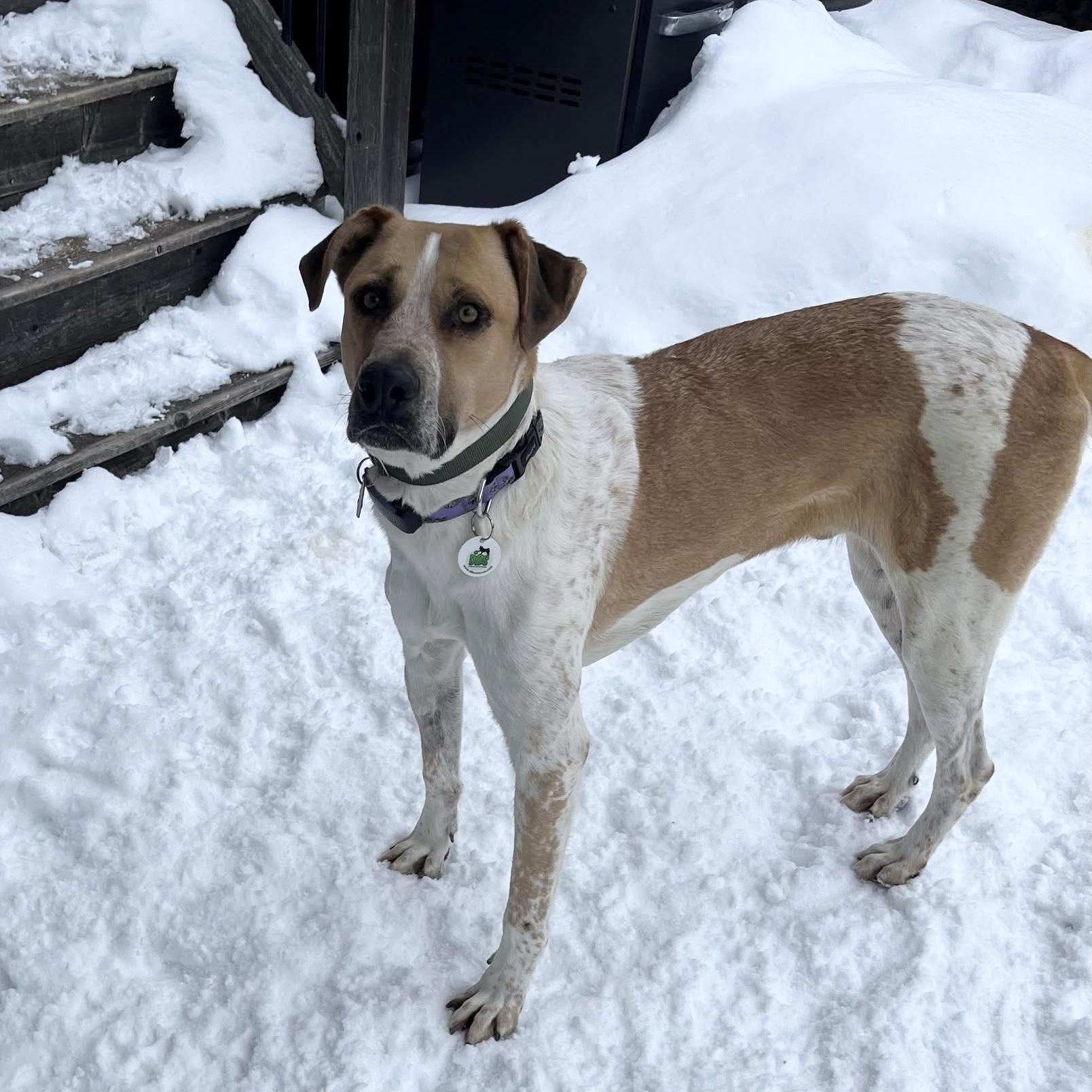 Enlarge Chi, a ADOPTABLE mixed breed in Burlington, ON image 5/6