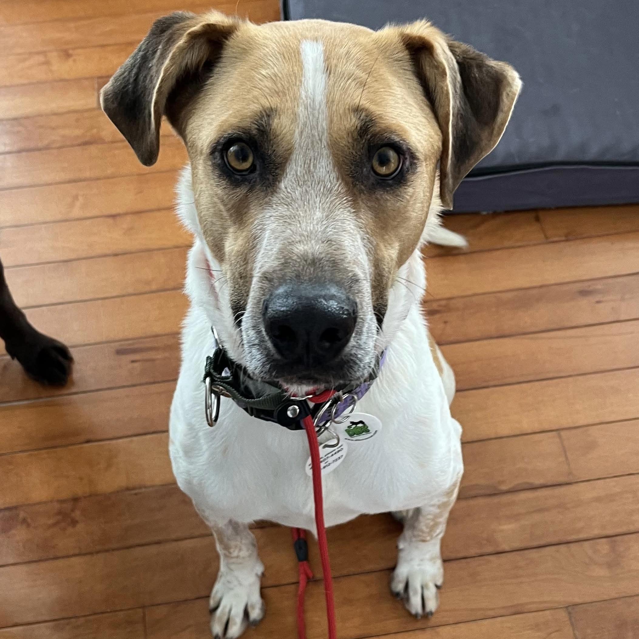 Enlarge Chi, a ADOPTABLE mixed breed in Burlington, ON image 2/6