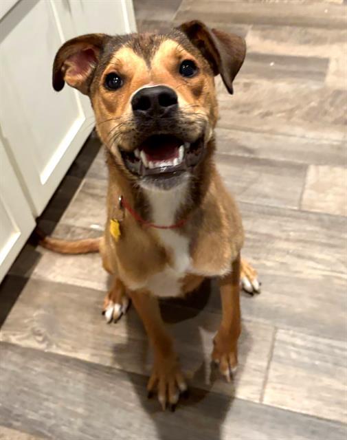 Enlarge GATOR, a Adoptable mixed breed in Oklahoma City, OK image 1/1
