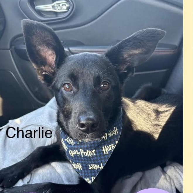 Enlarge Charlie, a Adoptable mixed breed in Paris, IL image 1/1