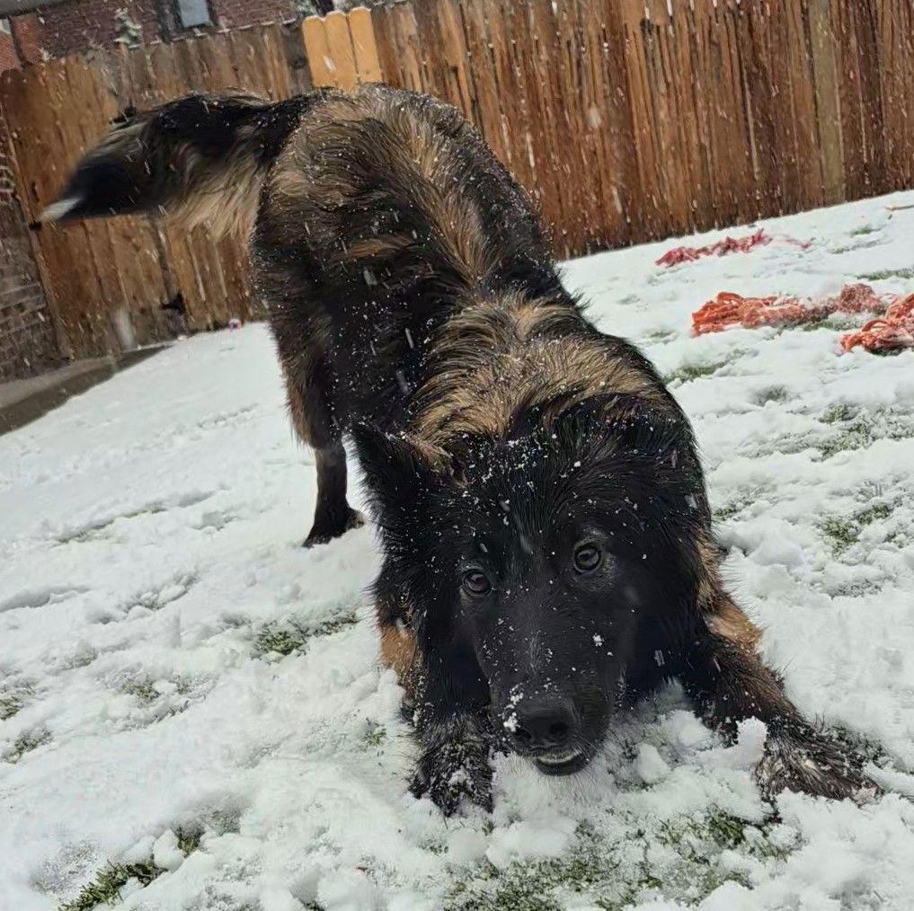 Chencha #1, Adoptable, Adult Female Collie & Shepherd.