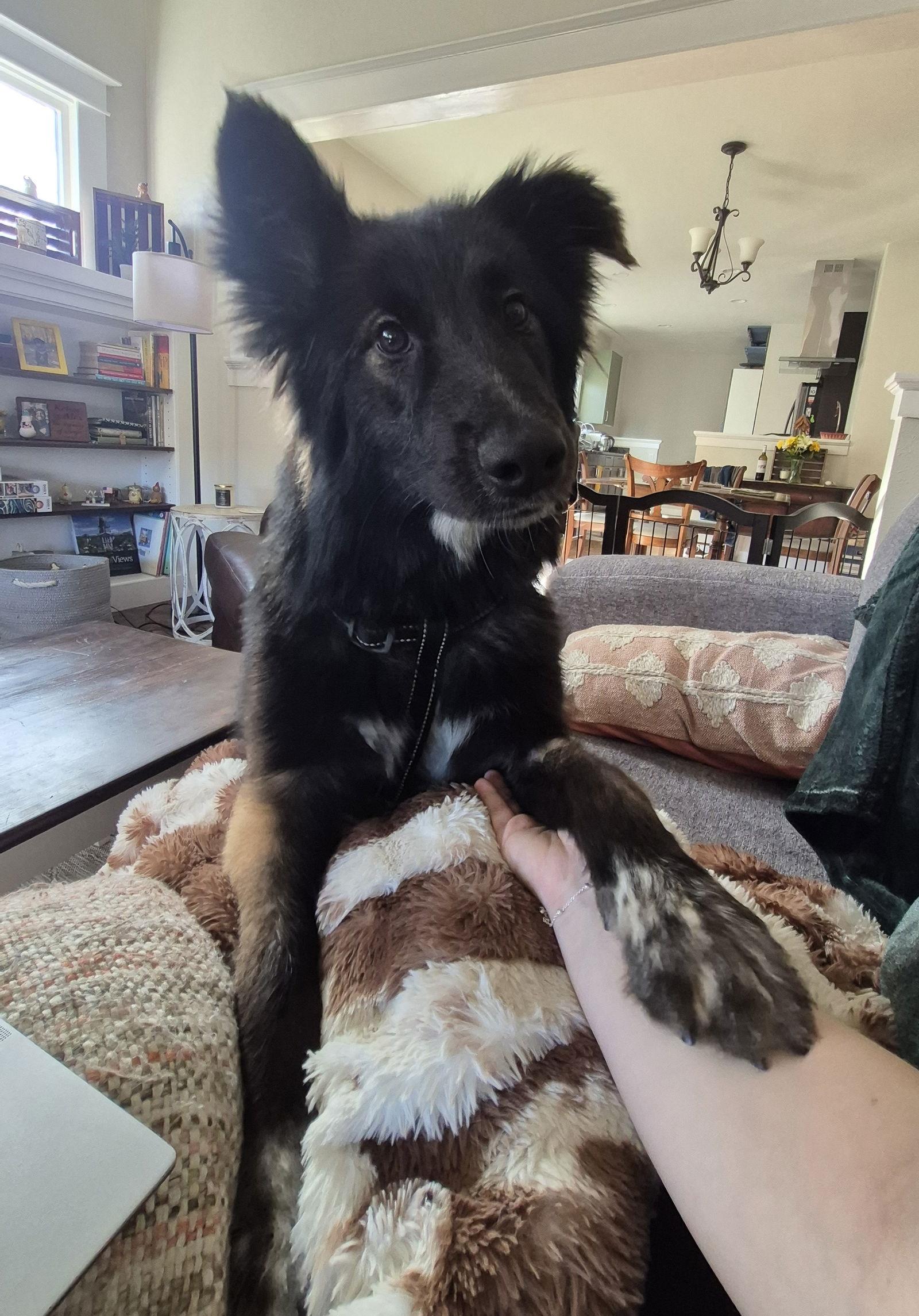 Enlarge Chencha #1, a Adoptable mixed breed in Aurora, CO image 2/3