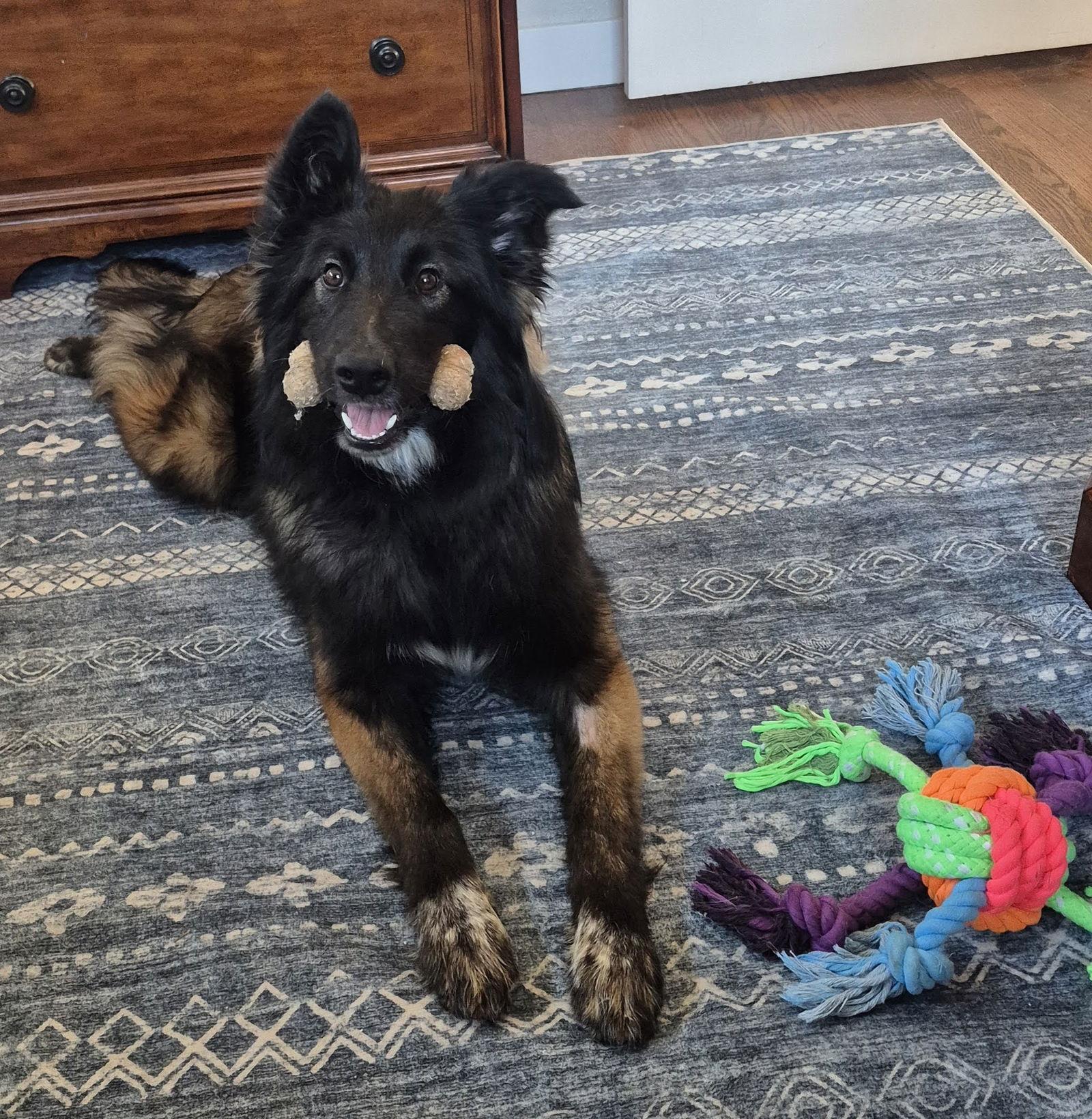 Enlarge Chencha #1, a Adoptable mixed breed in Aurora, CO image 3/3