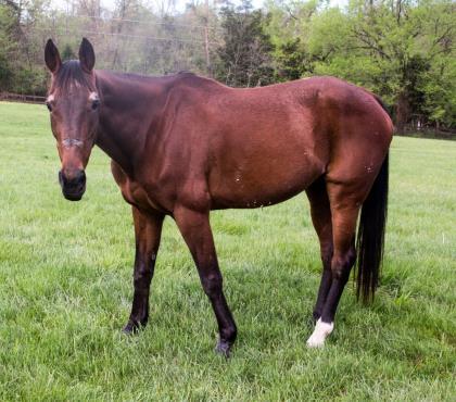Excalliber, Adoptable, Senior Female Standardbred.