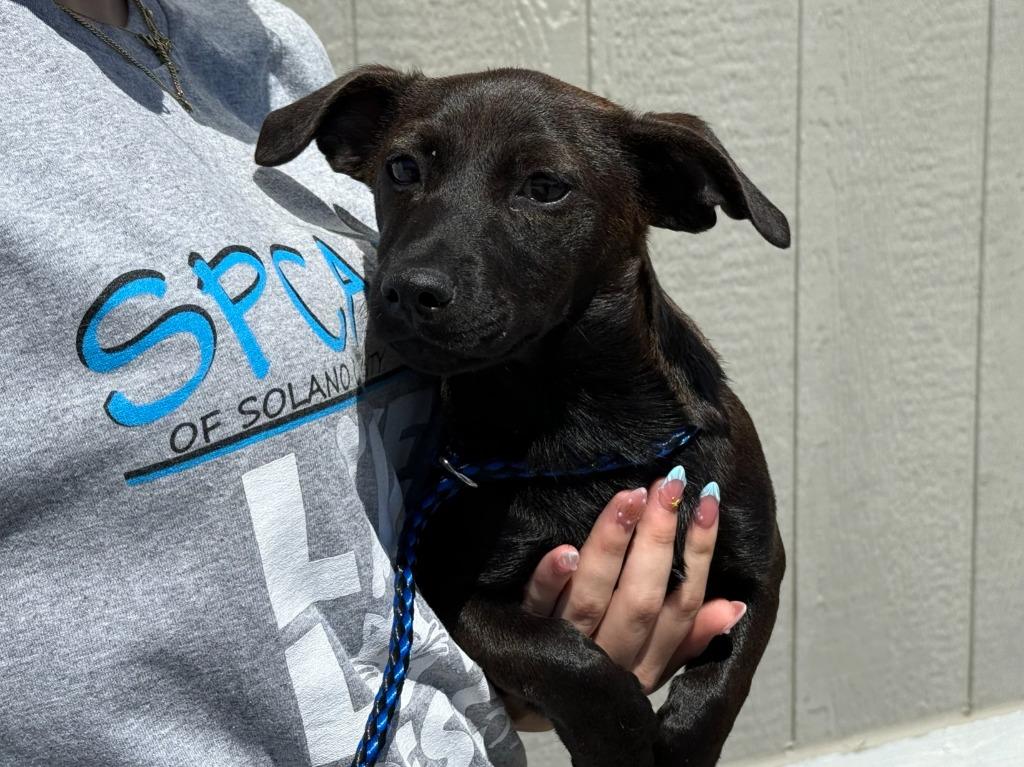 Orchid, Adoptable, Puppy Female Terrier & Mixed Breed.