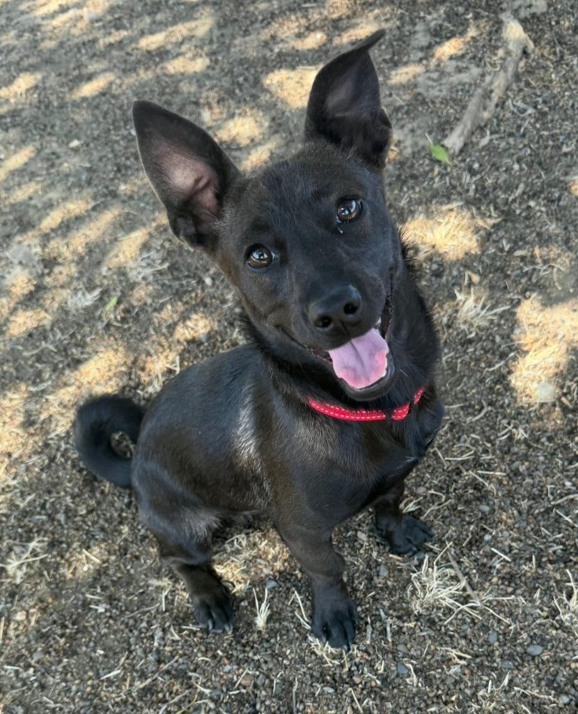 Enlarge Orchid, a Adoptable mixed breed in Vacaville, CA image 2/2