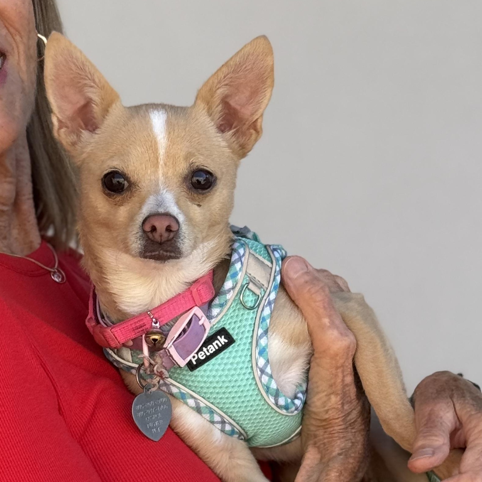 Enlarge Pinky-licious, a Adoptable Chihuahua in Santa Maria, CA image 1/5