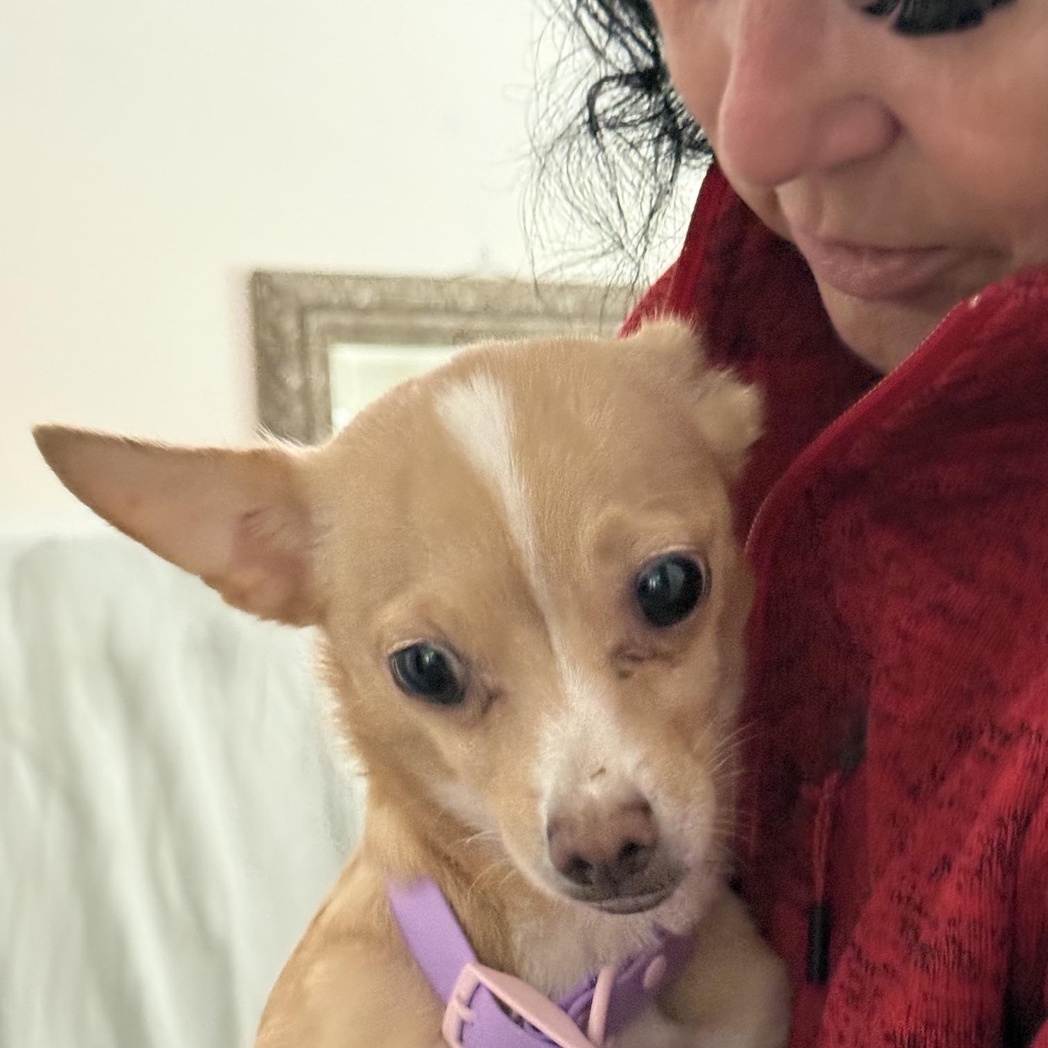 Pinky-licious, a ADOPTABLE Chihuahua in Santa Maria, CA image 3/3