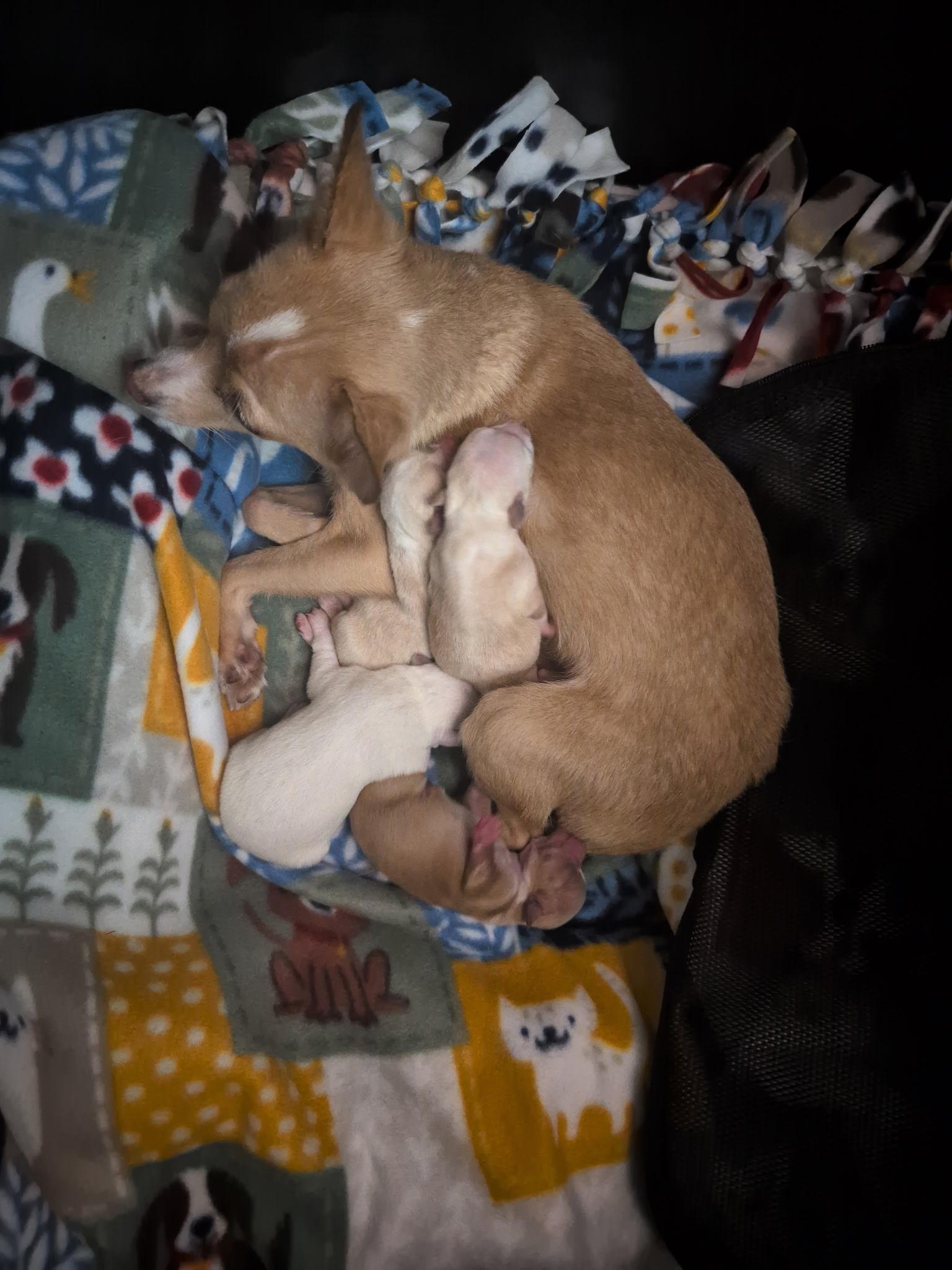 Pinky-licious, ADOPTABLE, Adult Female Chihuahua.