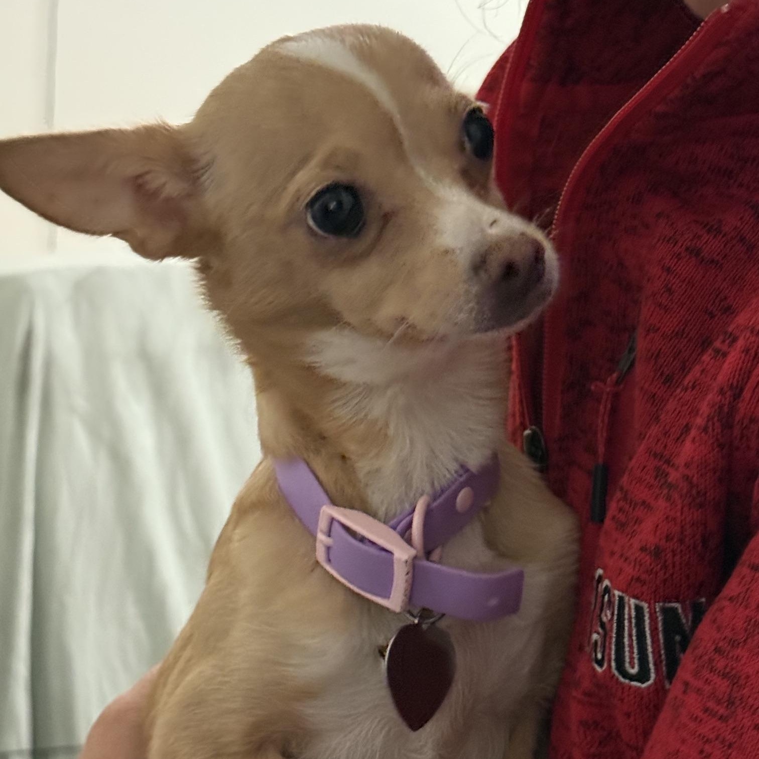 Pinky-licious, a ADOPTABLE Chihuahua in Santa Maria, CA image 1/3