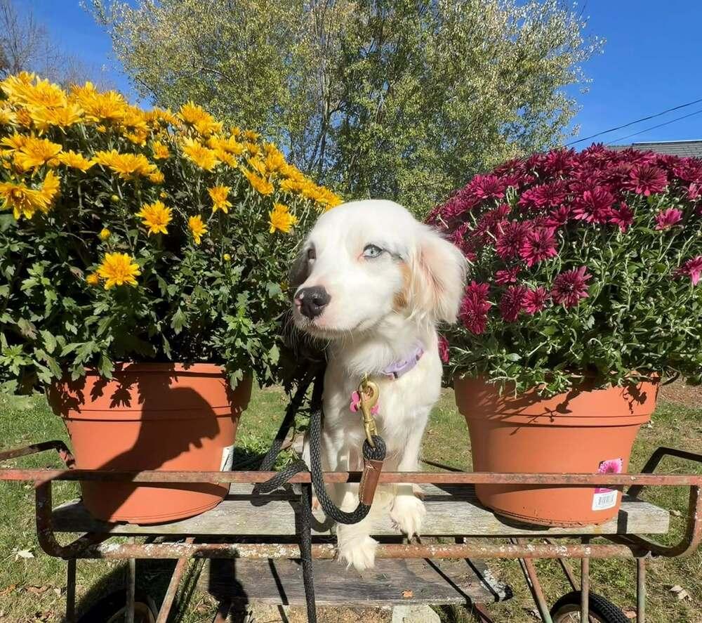 Lady #5315, Adoptable, Puppy Female Australian Shepherd & Cavalier King Charles Spaniel.