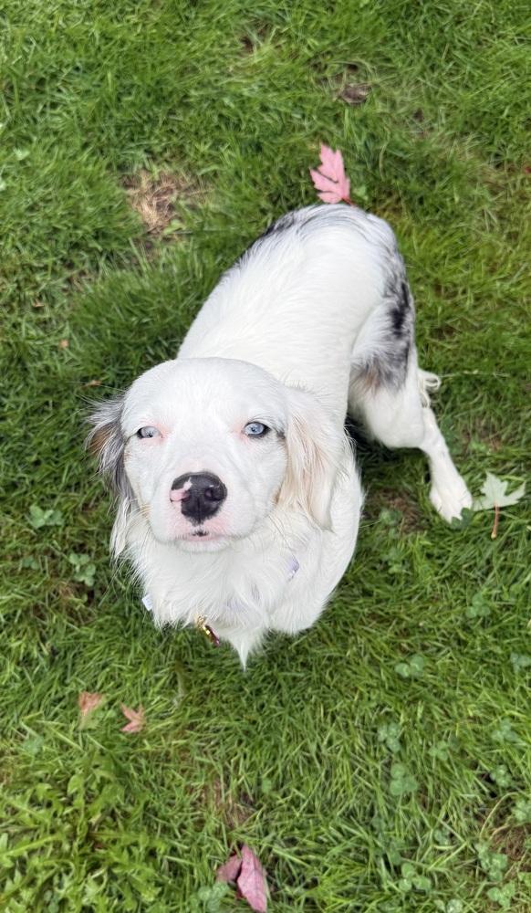 Enlarge Lady #5315, a Adoptable mixed breed in Ontario, CA image 2/6