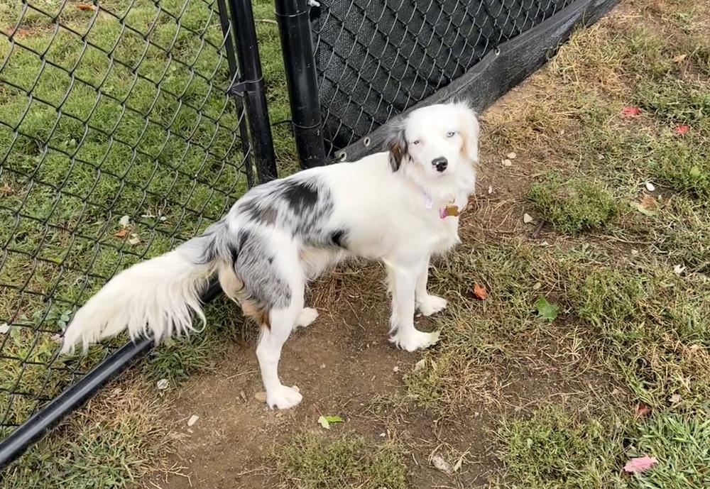 Enlarge Lady #5315, a Adoptable mixed breed in Ontario, CA image 3/6