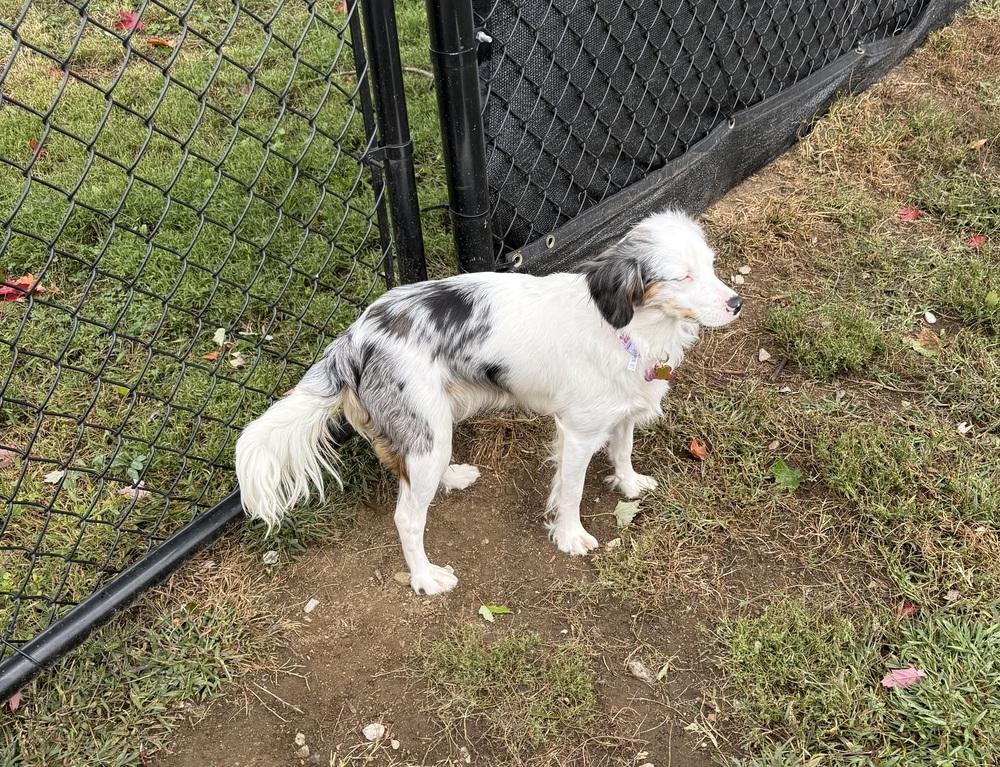 Enlarge Lady #5315, a Adoptable mixed breed in Ontario, CA image 4/6