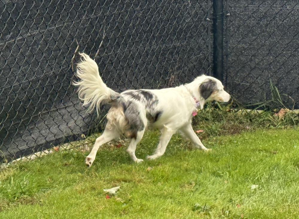 Enlarge Lady #5315, a Adoptable mixed breed in Ontario, CA image 6/6