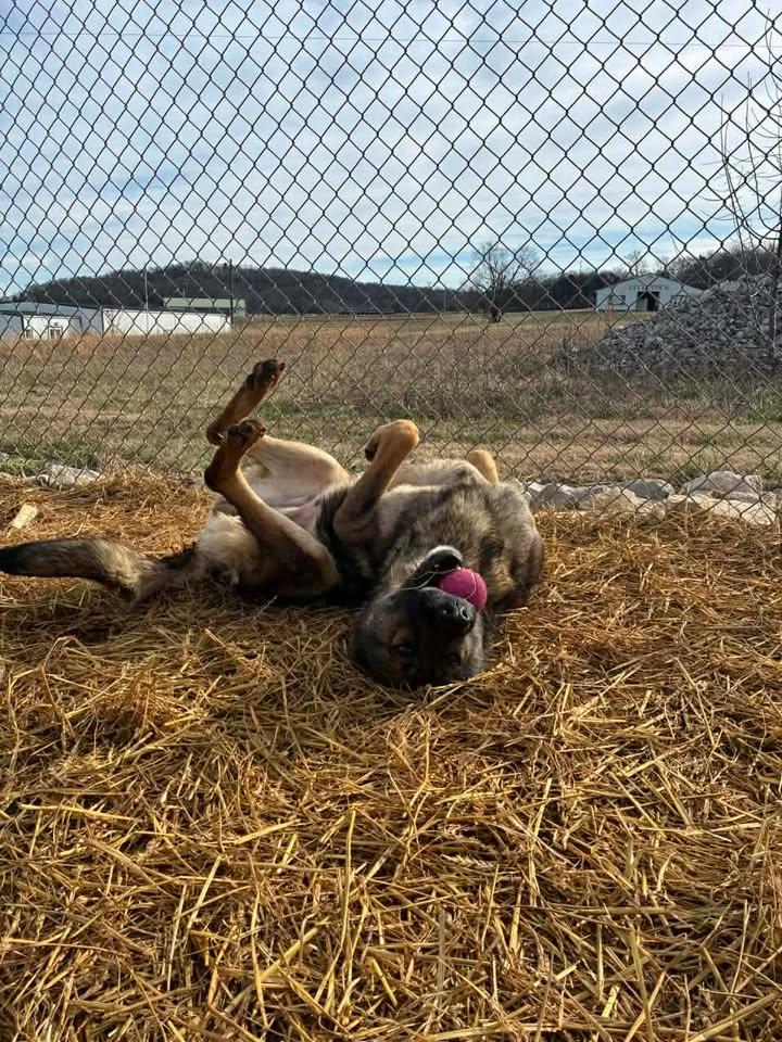 Enlarge Ruby, a ADOPTABLE mixed breed in Munfordville, KY image 2/3