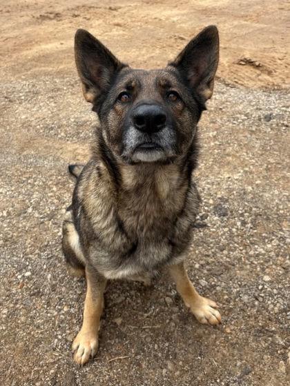 Enlarge Ruby, a ADOPTABLE mixed breed in Munfordville, KY image 1/3