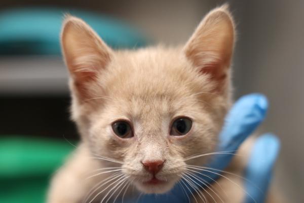 Mouse, Adoptable, Kitten Male Domestic Short Hair.