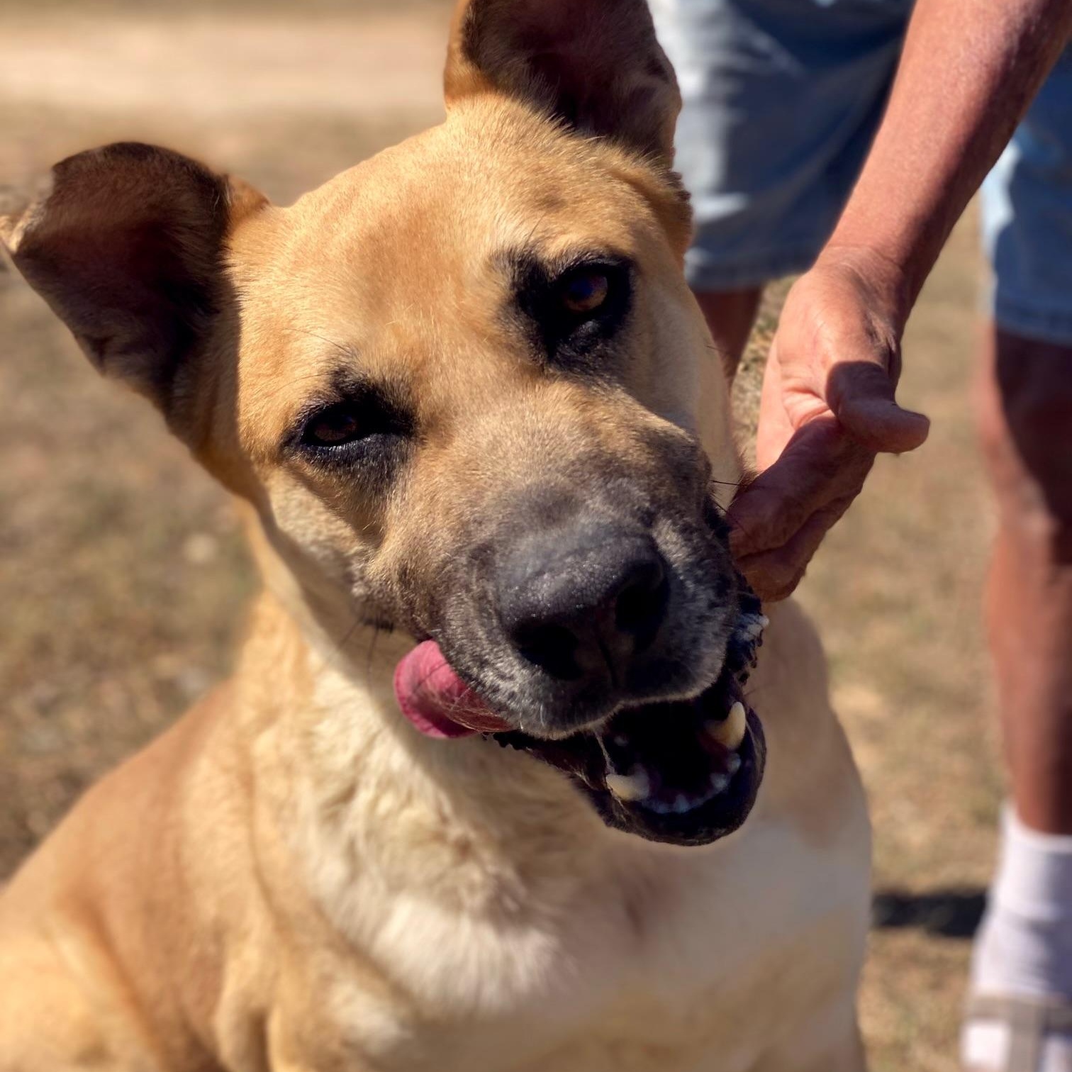 Bear, an adoptable Shepherd, Labrador Retriever in Hermantown, MN, 55811 | Photo Image 5
