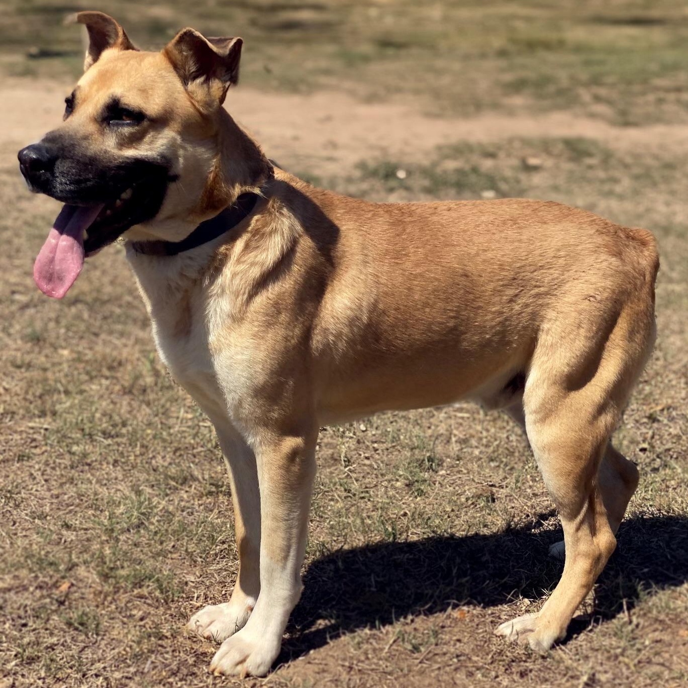 Bear, an adoptable Shepherd, Labrador Retriever in Hermantown, MN, 55811 | Photo Image 6