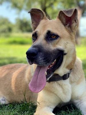 Bear, an adoptable Shepherd, Labrador Retriever in Hermantown, MN, 55811 | Photo Image 2