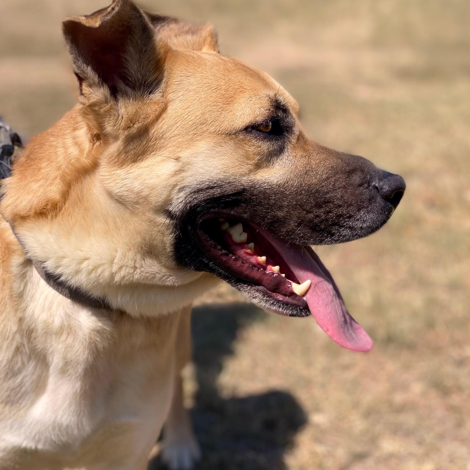 Bear, an adoptable Shepherd, Labrador Retriever in Hermantown, MN, 55811 | Photo Image 4